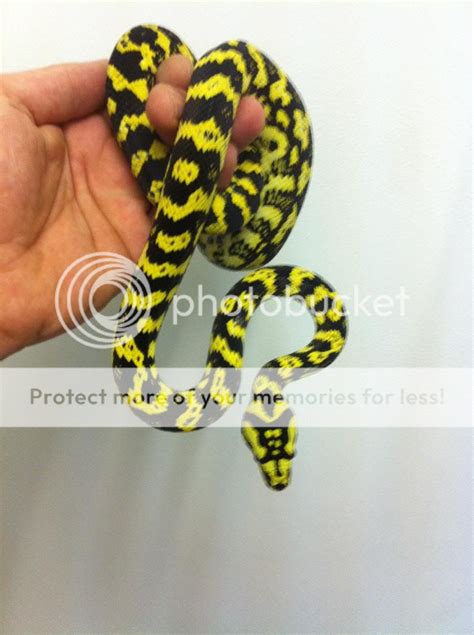 Image result for High Yellow Carpet Python