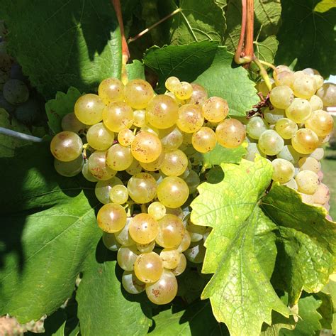 Interesting facts about Muscat grape | WineTourism.com