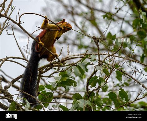 MALABAR GIANT SQUIRREL Stock Photo - Alamy