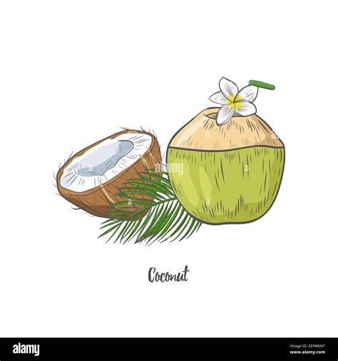 Drawing Coconut