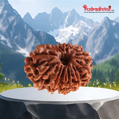 13 Faced Natural Nepali Rudraksha Beads – RudraDivine