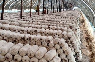 农民经营5个大棚，共种植5万棒香菇，猜猜年收入有多少？_腾讯新闻