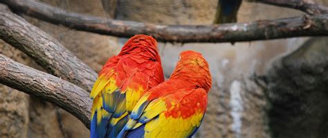 Download wallpaper 2560x1080 parrots, couple, color, feathers dual wide ...