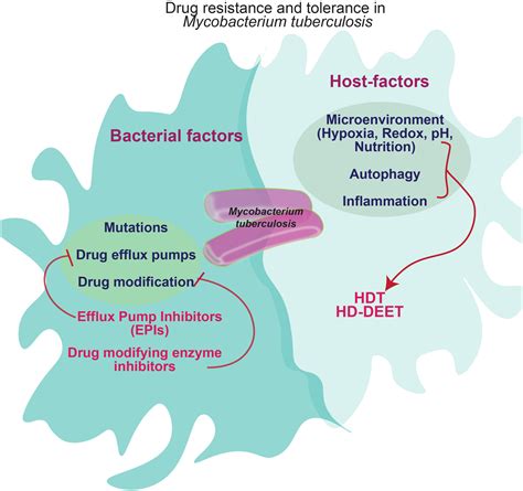 The FEBS Journal: Vol 291, No 20