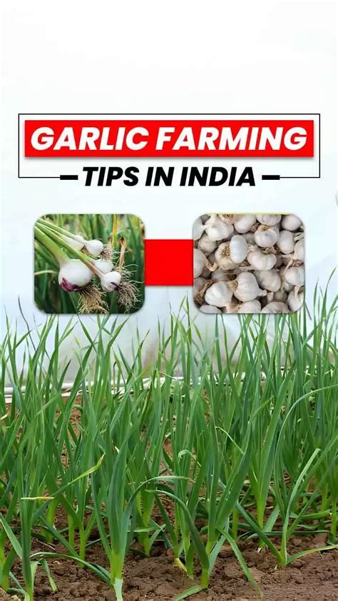 Garlic Farming Tips in India - Garlic Benefits