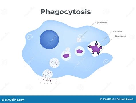 Phagocytosis. Cell Transport Royalty-Free Stock Photo | CartoonDealer.com #152844057