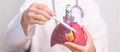 Doctor point Lung anatomy for Disease. Lung Cancer, Asthma, Chronic Obstructive Pulmonary or ...