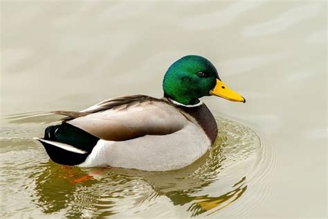 Image result for Animals Using Sign Language
