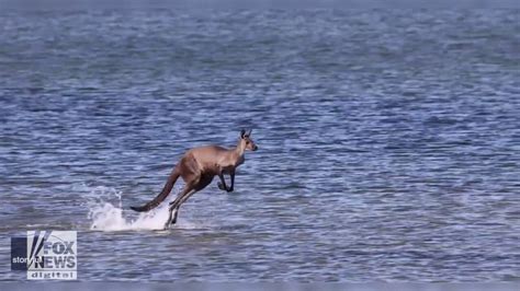 Hopping Kangaroo Pattern 的图像结果