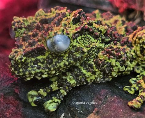 Ananka's Photos: Vietnamese Mossy Frog