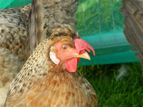 Cream Legbar For Sale | Chickens | Breed Information | Omlet