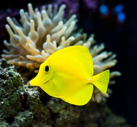 Image result for Fish Shell Scripting
