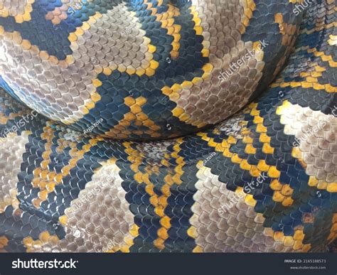 Image result for Embroider Python Skin