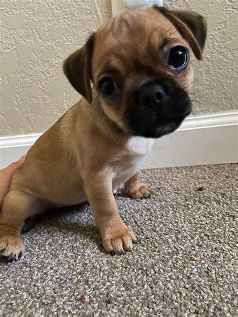 Chug Puppies | Chug puppies, Chug dog, Puppies