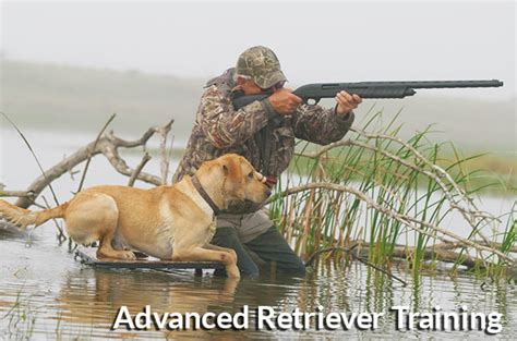 Image result for Training Retrieving Dogs