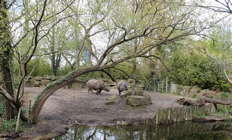 Part of the Indian rhinoceros enclosure - ZooChat