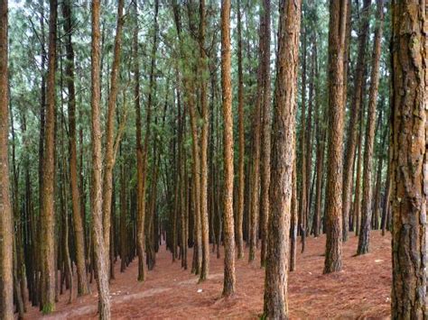 Vagamon Pine Forest - 2021 What to Know Before You Go (with Photos ...