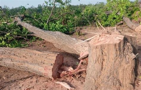 Explained: What Is The Hasdeo Arand Protest All About