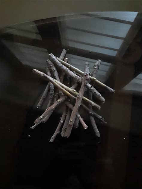 Buy BROWN hub Ayurvedic Natural Organic Neem Datun Toothbrush Nim Tree ...