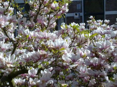 VILLA CORNELIA BED & BREAKFAST (Utrecht) - Lodge Reviews & Photos ...