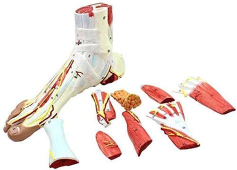 Amhuui Anatomy Model Of Human Foot Regional Anatomy Foot Medical ...