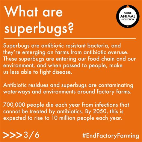 Superbugs are emerging on farms from antibiotic overuse