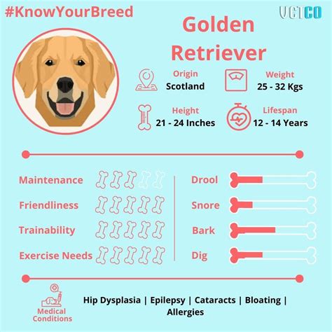 “Golden Retriever Lifespan: Key Factors to Consider for Longevity” | by ...