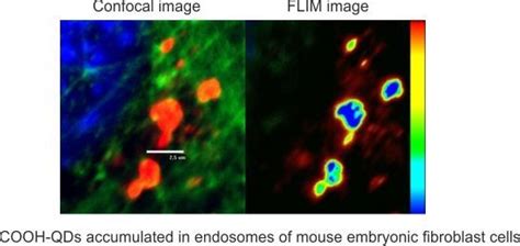Fluorescence-Lifetime Imaging Microscopy for Visualization of Quantum ...