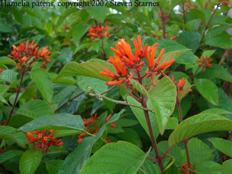 Horticulture :: Landscaping :: Types of garden