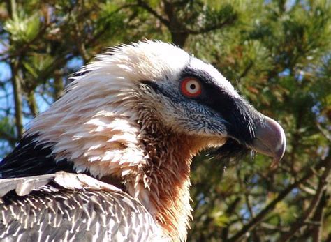ZooLex Image - Bearded vulture