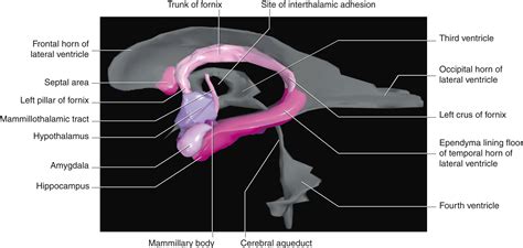 Olfactory and Limbic Systems - Clinical Tree