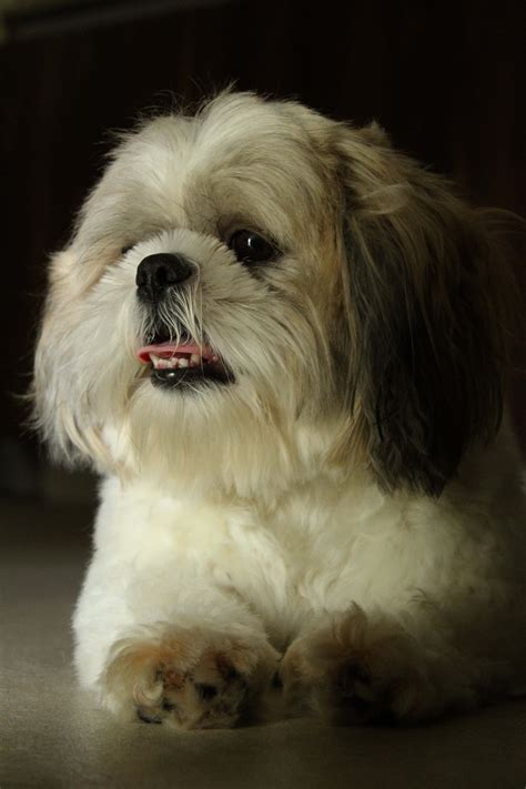 Download Shih Tzu Cute White Fur Snow Wallpaper | Wallpapers.com
