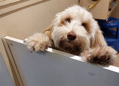 Image result for Cute Cockapoo Puppies