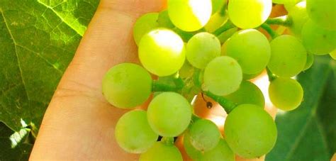 MY GReen LIFE :: Kalamata, Messinia, Peloponnisos