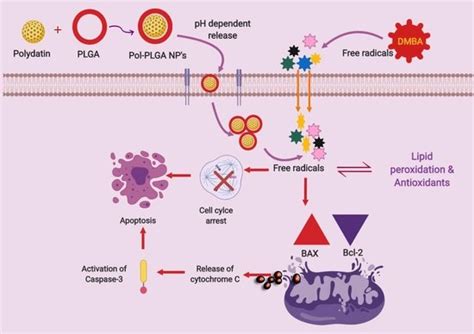 Polydatin Encapsulated Poly [Lactic-co-glycolic acid] Nanoformulation ...