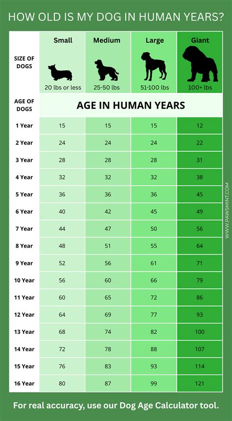 Brands Founded In Dog Years