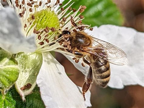 Image result for Pixel 6 Pro Camera Tutorial