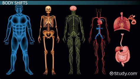 Body System Interaction Chart 的图像结果
