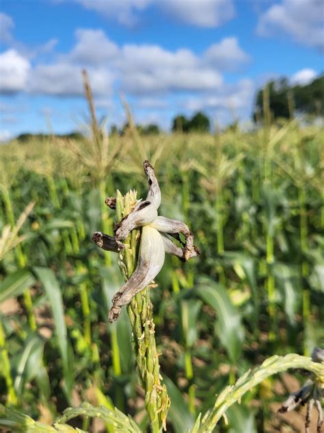 Rezultat imagine pentru OSU Application