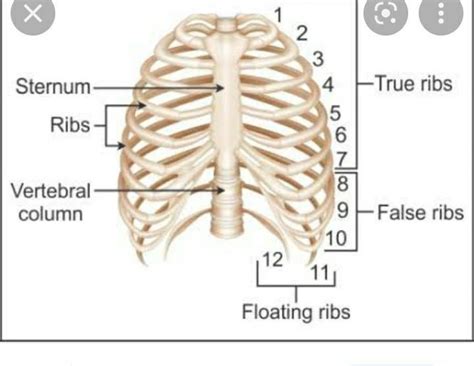 explain the structure of the ribcage with the help of a diagram ...