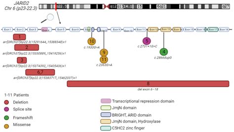 DNA Methylation Signature for JARID2-Neurodevelopmental Syndrome