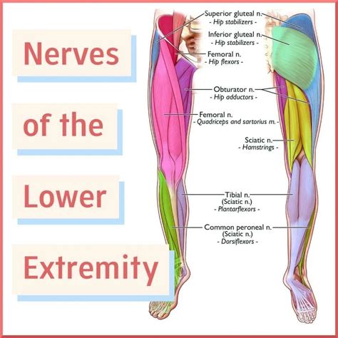 Nerve Anatomy of the Lower Extremity - Sports Medicine Review