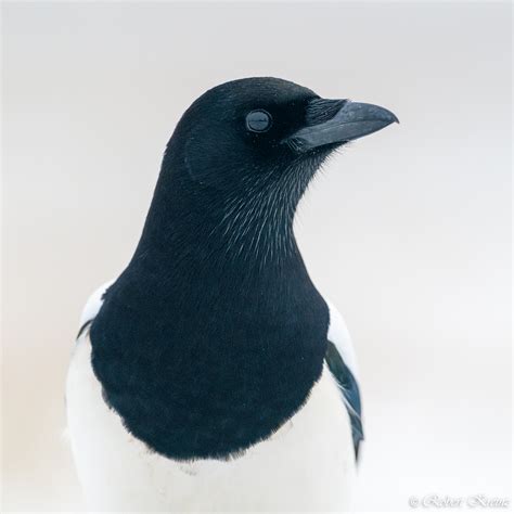 Portrait of Eurasian Magpie (Pica pica) - Robert Kreinz Nature Photography