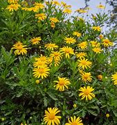 Image result for Daisy Bush Perennial Care