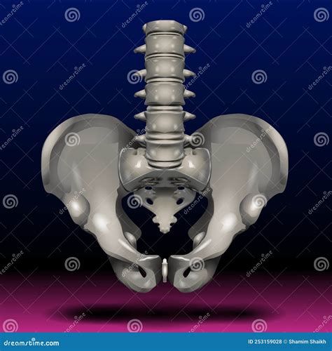 Joint Female Pelvis at Randy Eubanks blog