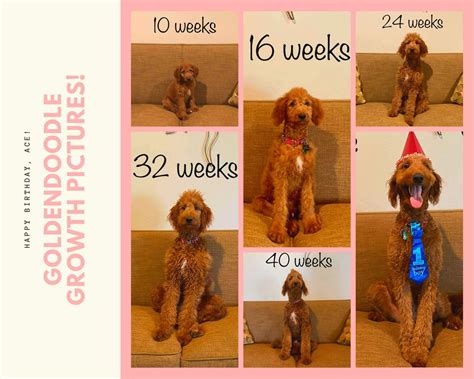 Growth Chart For A Goldendoodle at Tamika Hamilton blog