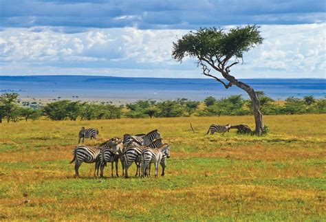 Ecosystem Of Zebra