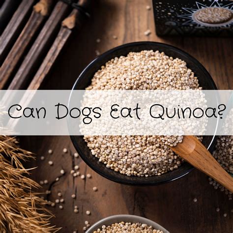 Can Dogs Eat Quinoa? What You Need to Know