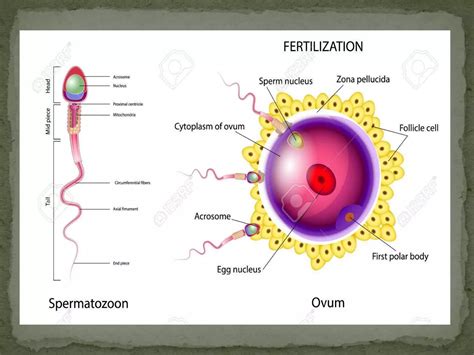 Conception Process Step by Step 的图像结果
