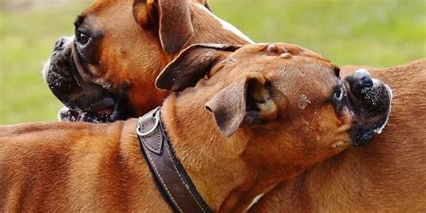 Image result for Hand Commands for Dogs